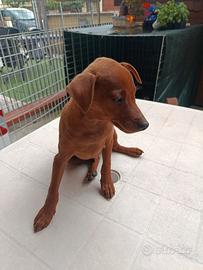Cucciolo di Pinscher nano