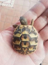 tartaruga terrestre