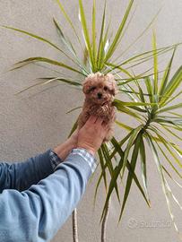 Cuccioli di barboncini toy