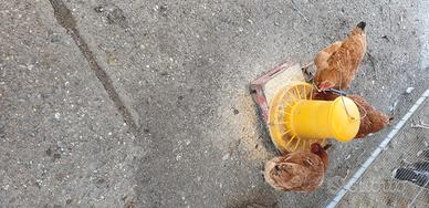 Galline ovaiole