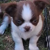 Cucciolo simil chihuahua