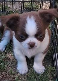 Cucciolo simil chihuahua