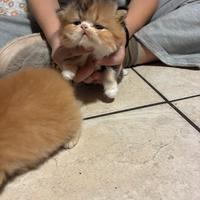 Cuccioli di persiano