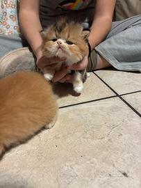 Cuccioli di persiano