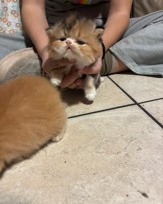 Cuccioli di persiano