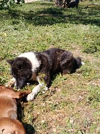 Akita inu con pedigree ENCI