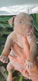 Pitbull tricolor e blue nose