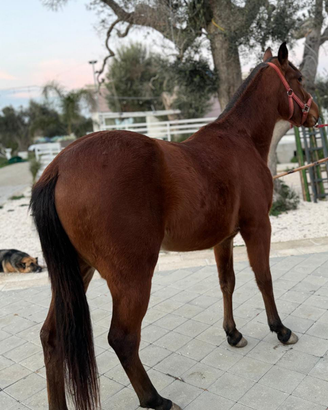 Puledro quarter horse