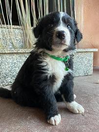 Cucciolo border collie