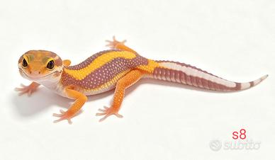 Vari colori e morph geco leopardino baby, scambi