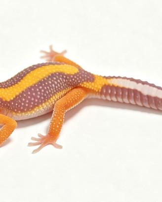 Vari colori e morph geco leopardino baby, scambi
