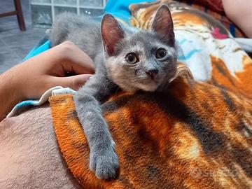 ZELDA, adorabile micina in adozione