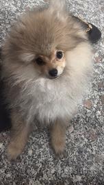 spitz di pomerania nano 
