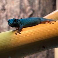 Geco blu elettrico Lygodactylus williamsi