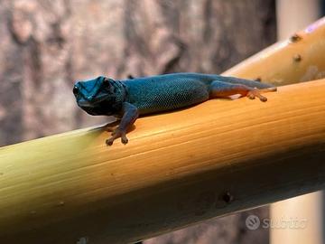 Geco blu elettrico Lygodactylus williamsi