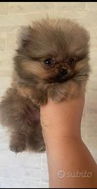Volpino di Pomerania nano