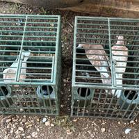 Tortore domestiche femmine 2025