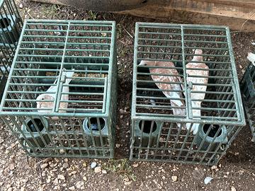 Tortore domestiche femmine 2025