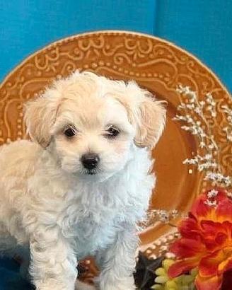 Maltese