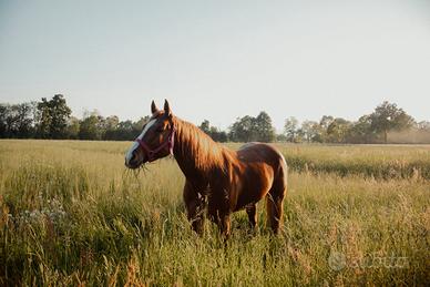 Cavalla Quarter Horse adatta a Trekking e Lezioni