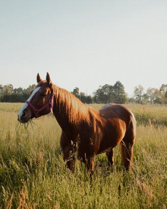 Cavalla Quarter Horse adatta a Trekking e Lezioni