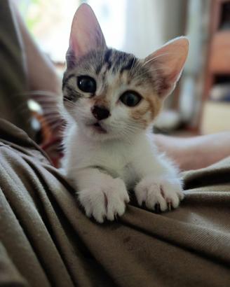 Gattini due mesi