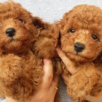 Barboncini - poodle puppy