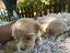 Immagine 4