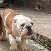 Ultima cucciola di Bulldog Inglese