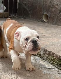 Ultima cucciola di Bulldog Inglese