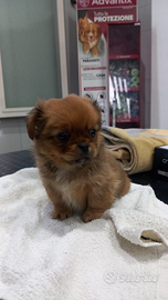 Pechinese Maschio