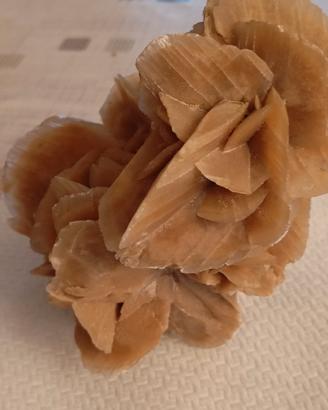 Rosa del deserto