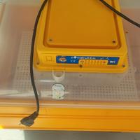 Covatutto 54 analogica volta uova automatico