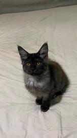 Maine coon kitten
