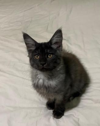 Maine coon kitten