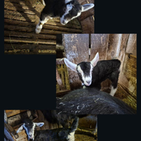 Capretti razza frisa