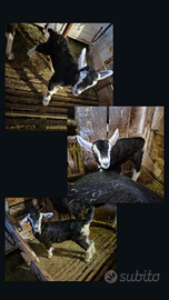 Capretti razza frisa