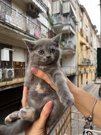 Scottish fold e Scottish strait