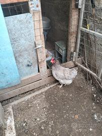 Galline di un anno pronte per uova