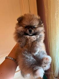 Spitz nano maschio