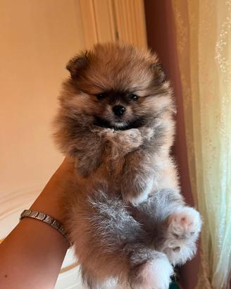 Spitz nano maschio