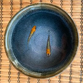 Medaka - Ulissis Cobalt - coppie