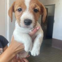 Jack russel