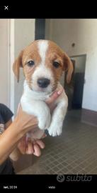 Jack russel