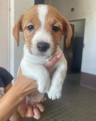 Jack russel