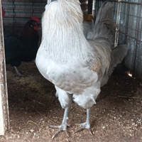 Auracana inglese lavanda