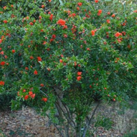 Piante di melograno e pero da fiore