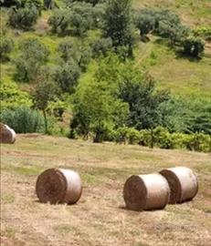 Paglia e fieno gratis