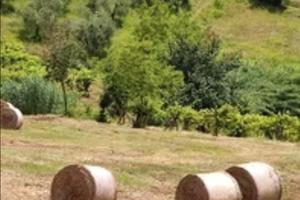 Paglia e fieno gratis