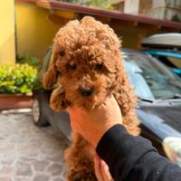 Barboncino Mini mini toy Red